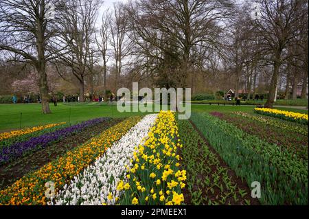 Fleurs de jonquilles colorées et tulipes parcouchés dans le jardin public de fleurs Keukenhof un site touristique populaire à Lisse, Hollande, pays-Bas. Banque D'Images