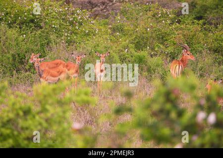 Les antilopes de l'Impala broutent dans la nature au parc national de Nairobi, au Kenya Banque D'Images