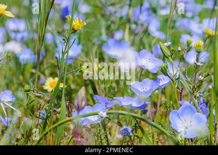 Bébé Blue Eyes fleurs sauvages. Super bloom dans le monument national de Carrizo plane, en Californie centrale Banque D'Images
