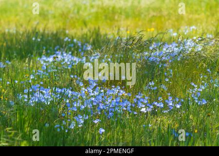 Bébé Blue Eyes fleurs sauvages. Super bloom dans le monument national de Carrizo plane, en Californie centrale Banque D'Images