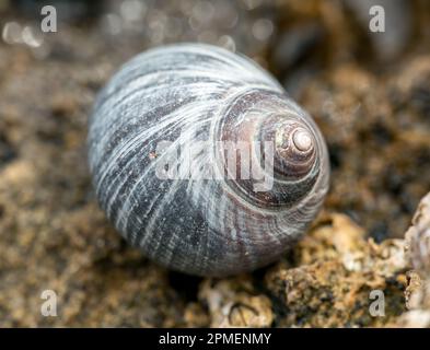 Gros plan photo d'un seul mollusque commun Littorina littorea d'escargot de mer gastropode marine avec joli motif de coquille de bande, Écosse, Royaume-Uni Banque D'Images