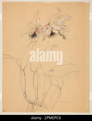 Dessin, étude d'une orchidée; conçu par Sophia L. Crownfield (américain, 1862–1929); États-Unis; stylo et encre, pinceau et gouache, graphite sur papier à tracer ; 60,5 × 47,6 cm (23 13/16 × 18 3/4 po.) Tapis : 71,1 × 55,9 cm (28 × 22 po) Banque D'Images