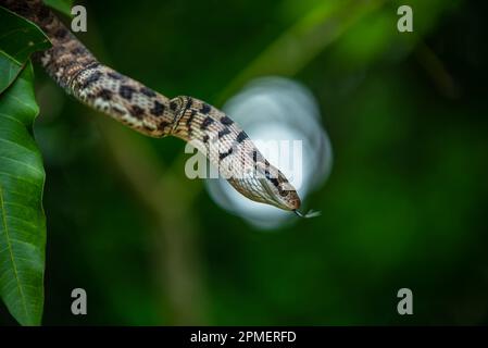 Cynodon de Boiga, serpent de chat à dents de chien Banque D'Images