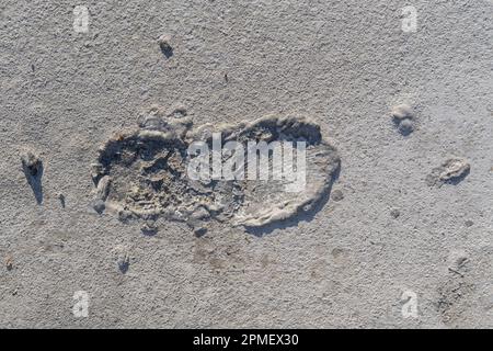 L'empreinte d'une chaussure sur un fond gris de ciment fissuré entrecoupé de grains de sable, stries. Arrière-plan de construction original pour vos photos Banque D'Images