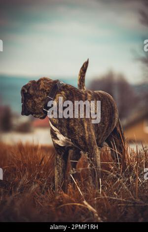 Chien Boxer Banque D'Images