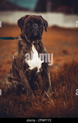 Chien Boxer Banque D'Images