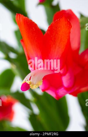 Fleur de cactus de Noël en foyer. Schlumbergera bridgesii macro photo en vue verticale. Banque D'Images
