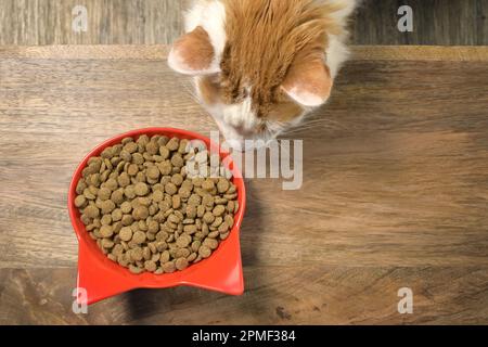Joli tabby chat regardant curieux de sécher la nourriture de chat sur la table. Vue de dessus avec espace de copie. Banque D'Images