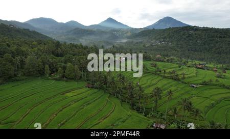 Prise de vue aérienne d'un magnifique paysage de riziculture vert avec montagnes, forêt et ciel clair en arrière-plan à Bali Banque D'Images