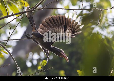 Inde, Kerala, Thattekad, Malabar Grey Hornbill (Ocyceros griseus) Banque D'Images