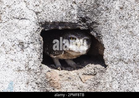 Inde, Gujarat, Bhavnagar, Parc national de Velavadar Blackbuck, Ochlet tacheté (Athene brama) Banque D'Images