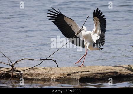 Inde, Karnataka, Srirangaptna, réserve ornithologique de Ranganatithu, grand bec asiatique (Anastomus oscitans) Banque D'Images