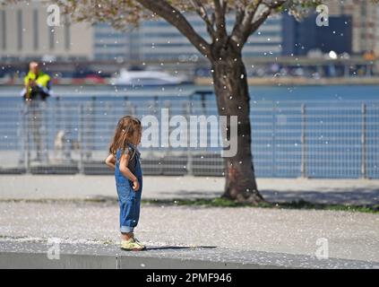 (230413) -- NEW YORK, 13 avril 2023 (Xinhua) -- Une jeune fille se tient au milieu de pétales de fleurs de cerisier tombant dans un parc à New York, aux États-Unis, sur 12 avril 2023. (Xinhua/Li Rui) Banque D'Images