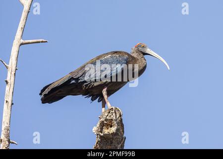 Inde, Gujarat, Bhuj, ibis à naped rouge (Pseudibis papillosa) Banque D'Images