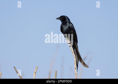 Inde, Dadra et Nagar Haveli et Daman et DIU, DIU, Black Drongo (Dicrurus macrocercus) Banque D'Images