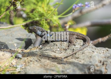 Espagne, Iles Canaries, Ténérife, Icod de los Vinos, Parc Drago (Parque del Drago), Tizon Lizard (Gallotia galloti eisentrauti), homme Banque D'Images