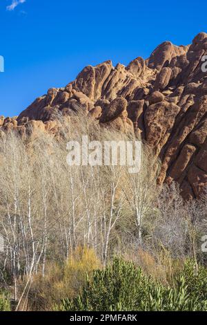 Maroc, Vallée des Dades, hameau de Tamellalt, falaise de doigts de singe Banque D'Images