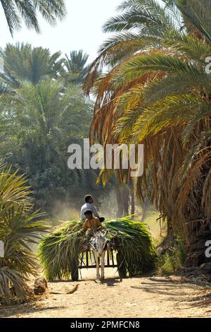 Égypte, haute Égypte, vallée du Nil, travail dans les champs, récolte de canne à sucre Banque D'Images