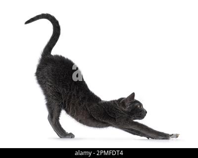 Mignon jeune chat de Korat, debout sur les côtés s'étendant dans la pose de yoga. En regardant vers l'appareil photo. Isolé sur un fond blanc. Banque D'Images