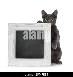 Mignon jeune chat Korat, assis derrière avec tableau noir rempli de cadre blanc d'image. En regardant vers l'appareil photo. Isolé sur un fond blanc. Banque D'Images