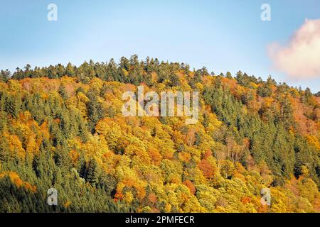 France, Vosges (88), Parc naturel régional des ballons des Vosges, la Bresse, forêts aux couleurs automnales, forêts colorées Banque D'Images