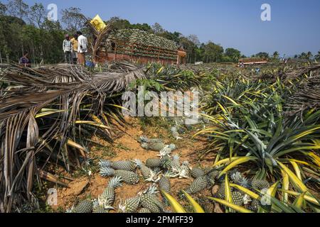 Inde, Kerala, Allepey, plantation d'ananas Banque D'Images