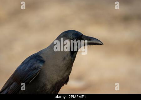 Gros plan de la tête d'une maison Crow (Corvus splendens) isolée sur un fond gris naturel Banque D'Images