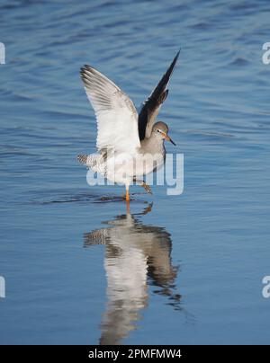 Race de Redshank au Royaume-Uni les oiseaux avec jeunes utiliseront des poteaux pour surveiller les prédateurs et les attaquer pour protéger les poussins. Banque D'Images