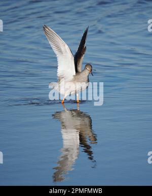 Race de Redshank au Royaume-Uni les oiseaux avec jeunes utiliseront des poteaux pour surveiller les prédateurs et les attaquer pour protéger les poussins. Banque D'Images