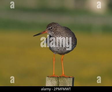 Race de Redshank au Royaume-Uni les oiseaux avec jeunes utiliseront des poteaux pour surveiller les prédateurs et les attaquer pour protéger les poussins. Banque D'Images