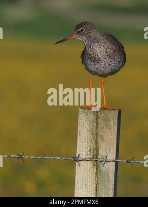 Race de Redshank au Royaume-Uni les oiseaux avec jeunes utiliseront des poteaux pour surveiller les prédateurs et les attaquer pour protéger les poussins. Banque D'Images