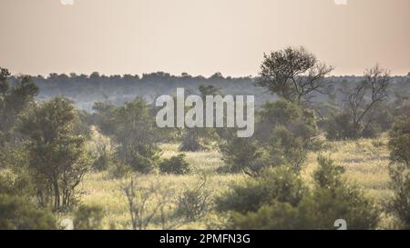 Paysage de savane avec des arbres arbustes et herbes en début de matinée dans le parc national Kruger en Afrique du Sud Banque D'Images