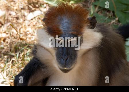 Mangabey femelle à couronne de cerisier (Cercocebus torquatus) assise avec un fond naturel Banque D'Images