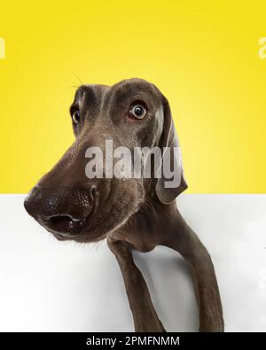 Charmant chien Weimaraner avec le visage mignon posant sur fond jaune studio. Grand angle. Un animal doux et doux Banque D'Images