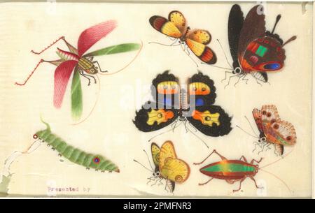 Dessin, insectes; Chine; papier de riz; 19,8 × 27,7 cm (7 13/16 × 10 7/8 po); 1910-28-7 Banque D'Images