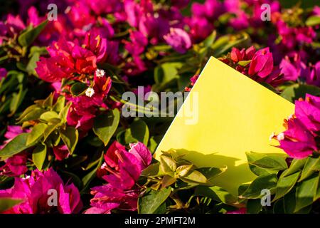 note de papier jaune carrée dans un bush avec des fleurs rouges vives avec espace libre vide pour le gabarit ou la zone de copie vierge Banque D'Images