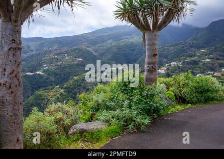 Dragon Tree des îles Canaries à l'île de la Palma. Paysage tropical exotique du nord de la Palma. Îles Canaries, Espagne. Banque D'Images