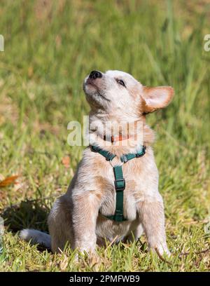 Un chien de boucherie australien rouge (Red Heeler), assis à l'extérieur avec un harnais pour secouer sa tête en jouant Banque D'Images