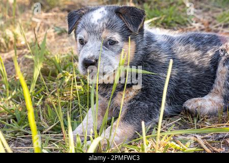 Un chien de bétail australien bleu (Blue Heeler) jouant à l'extérieur mastiquer sur un peu d'herbe Banque D'Images