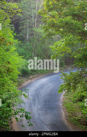 Route dans la forêt brumeuse le jour des pluies au printemps. Banque D'Images