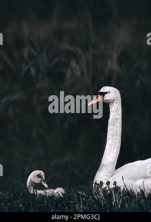 Un cygne naissant ou bébé avec sa mère reposant dans l'herbe avec le roseau en arrière-plan; atmosphère sombre, sombre et sinistre, couleurs réduites, vintage sty Banque D'Images