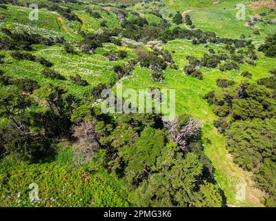 Vue aérienne sur les collines volcaniques vertes près de la Villa de Valverde sur l'île El Hierro. Îles Canaries, Espagne. Banque D'Images