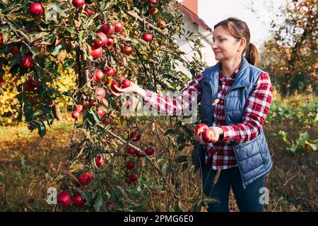 Femme cueillant des pommes mûres à la ferme. Fermier attrapant les pommes de l'arbre dans le verger. Fruits frais et sains prêts à être cueis à l'automne. Indést agricole Banque D'Images