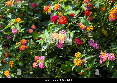 Lantana camara multicolore (lantana commune) fleurs poussant à Da Lat Vietnam Banque D'Images