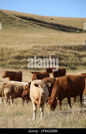 Un troupeau de vaches paisiblement broutant dans un champ herbacé ouvert à Wakefield, en Angleterre Banque D'Images