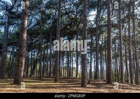 Forêt de pins à Formby à Merseyside, le jour ensoleillé du printemps Banque D'Images