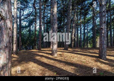 Forêt de pins à Formby à Merseyside, le jour ensoleillé du printemps Banque D'Images