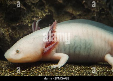 Axolotl, poisson de randonnée mexicain, salamandre, salamandre tigre. Un axolotl d'albinos rose dans un aquarium, un magasin d'animaux de compagnie local ou un magasin d'animaux de compagnie. Triton de couleur blanche Banque D'Images