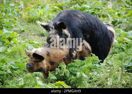 Cochons de Kunekune (sus scrofa domesticus) sur une petite exploitation à Beckstone Laithe à long Preston, dans le North Yorkshire, vers 2010. Banque D'Images