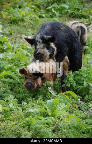 Cochons de Kunekune (sus scrofa domesticus) sur une petite exploitation à Beckstone Laithe à long Preston, dans le North Yorkshire, vers 2010. Banque D'Images